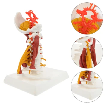 Скелетная модель Шейного позвонка Нерва Мышцы Биология человеческого позвоночника Дисплей Манекен