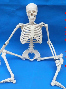 бесплатная доставка, Новое поступление, модель человеческого скелета 85 см, модель человека, модель скелета из ПВХ